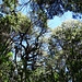 Im Aufstieg zum Cerro Campanario durch beeindruckende Wälder mit riesigen Bäumen