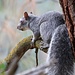 [https://en.wikipedia.org/wiki/Western_gray_squirrel Western gray squirrel]