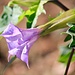 Soon after the first rain in fall, some flowers start blooming in Northern California