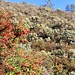 Besides the oak trees, Manzanita and Firethorn are the "main ingredients" for the sometimes very dense vegetation