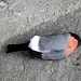 Brutta fine per questo uccellino, che ha urtato violentemente una vetrata. Si tratta di un Ciuffolotto ([http://www.scricciolo.com/eurosongs/Pyrrhula.pyrrhula.wav  Pyrrhula pyrrhula]) maschio.