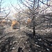 ... um später einem Steig folgend in einen völlig abgebrannten Nadelwald zu gelangen. Erst im Juli 2017 wüteten im Hinterland von Split heftige Waldbrände, die zur Zerstörung von 4.500 ha landwirtschaftlicher Fläche und Wäldern führten