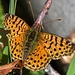 Schmetterling, ähnlich unserer europäischen Arten, aber viel kleiner..