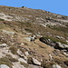 Unterwegs zwischen Bocca â Stazzona und Punta Artica - Im Bergwiesen-mit-Zwergsträuchern-und-etwas-Fels-Gelände.