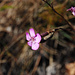 Ui, noch eine Blume