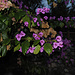 ...und für Bougainvilllea