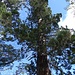 Eine Alerce; der Baum, der diesem Nationalpark den Namen gab. Dieses Exemplar ist 300 Jahre alt, es soll aber im Park Bäume dieser Art mit einem Alter von über 3000 Jahren geben.