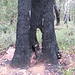 Mahnmal einer Katastrophe: 2006 legte ein Großbrand in den Grampians einen Großteil des Waldes in Asche. Heute noch künden verkohlte Baumstümpfe von der Feuesbrunst.
