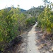 Lungo il sentiero tra Sella dei Bagari e Punta Mesco.