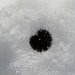 eine raupenähnliches Wesen war im Schnee am Fusse vom Margelchopf unterwegs