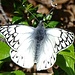 Hübscher Schmetterling