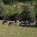 Zwischen Gusinje und Vusanje - Am Rand der schmalen Straße weiden etliche Esel und Pferde.