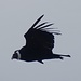 El cóndor pasa - Seine Flügelspannweite kann 3 Meter übertreffen. Der Andenkondor ist eine Geierart, welche sich hauptsächlich von Aas ernährt.