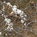Eine große Anzahl von Schnecken auf verdorrten Zweigen. Schnecken lieben bekanntlich Feuchtigkeit, die gibt es aber auf Fuerteventura eher selten...<br />Selbst auf kahlen Vulkangipfeln findet man sie...da wäre wohl noch einiges zu erforschen