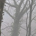 bewachsener Baum im Nebel