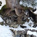 ein Brunnen unter einem Baumstamm, dessen Wurzelwerk ausgewaschen wurde und anscheinend trotzdem noch genügend Halt hat