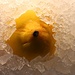 Zitrone auf Eis