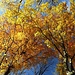 golderner Herbst im Wienerwald