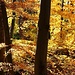 golderner Herbst im Wienerwald