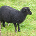 Nasses schwarzes Schaf