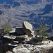 Landschaftliches Stilleben am South Rim des Grand Canyon.