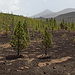 Teide National Park. Ganz hinten der Pico del teide.