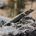 Eine Echse im Teide Nationalpark.