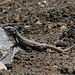 Eine Echse im Teide Nationalpark.