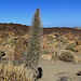 Im Teide Nationalpark. 