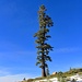 A lonely pine
