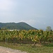 Bei Turckheim quert der Jakobsweg die Weinreben in der Talebene. Dahinter ragt der Hügel der Pflixbourg auf.
