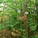 Die Edelkastanie ist in den Wäldern rund um Turckheim oft anzutreffen.