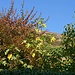 An den warmen Südhängen in Turckheim gedeihen auch Feigenbäume.