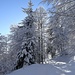 Wintermärchen zwischen Überzütt und Scheidegg
