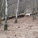 Schafe und Geissen in der gleichen Herde