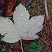 Wasserperlen auf Herbstblatt 2