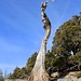 The remains of a very old Bristlecone pine I