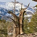 The remains of a very old Bristlecone pine II<br />Mount Price's [tour84033 north ridge] in the background