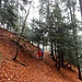 farbiges Herbstlaub unter dem Tannengrün - und der Hochnebeldecke