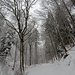 im herrlich schönen Winterwald aufwärts ...
