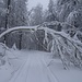 zahlreiche (jüngere) Bäume haben derart gelitten unter den Schneemassen