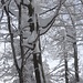 Wie kann sich so viel Schnee auf Bäumen anhäufen?