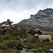 Schafe vor dem Gitschen