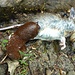 Eine Jagdschnecke hat eine Maus erbeutet...