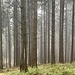 Im Wald