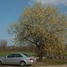Stahlender Sonne und blauer Himmel - so soll Feierabend sein!<br /><br />Dazu eine schön blühende Salweide (Salix caprea).
