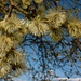 Kätzchen (Blütenstände) der Salweide (Salix caprea).