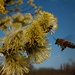 Eine Biene im Anflug auf Blüten der Blühende Salweide (Salix caprea)