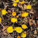 mit den ersten Frühlings-Boten, -Blumen: der Huflattich leuchtet knallig gelb durchs zahlreiche braune Laub