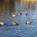 Ostparksee